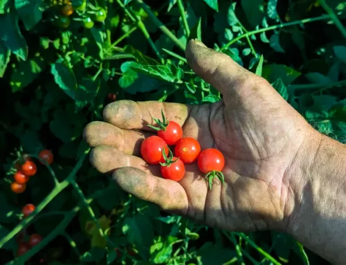 Meet the Grower: Birch Creek Farm