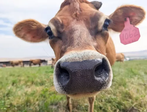 Meet the Farmer: Creamline Farms